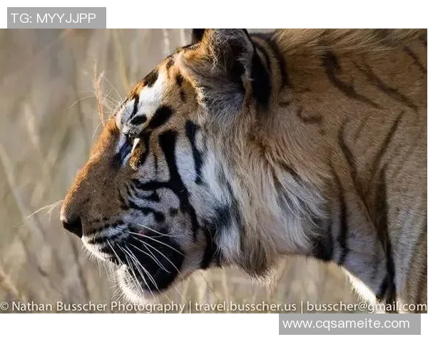 英国足球明星老虎的传奇故事与辉煌成就揭秘